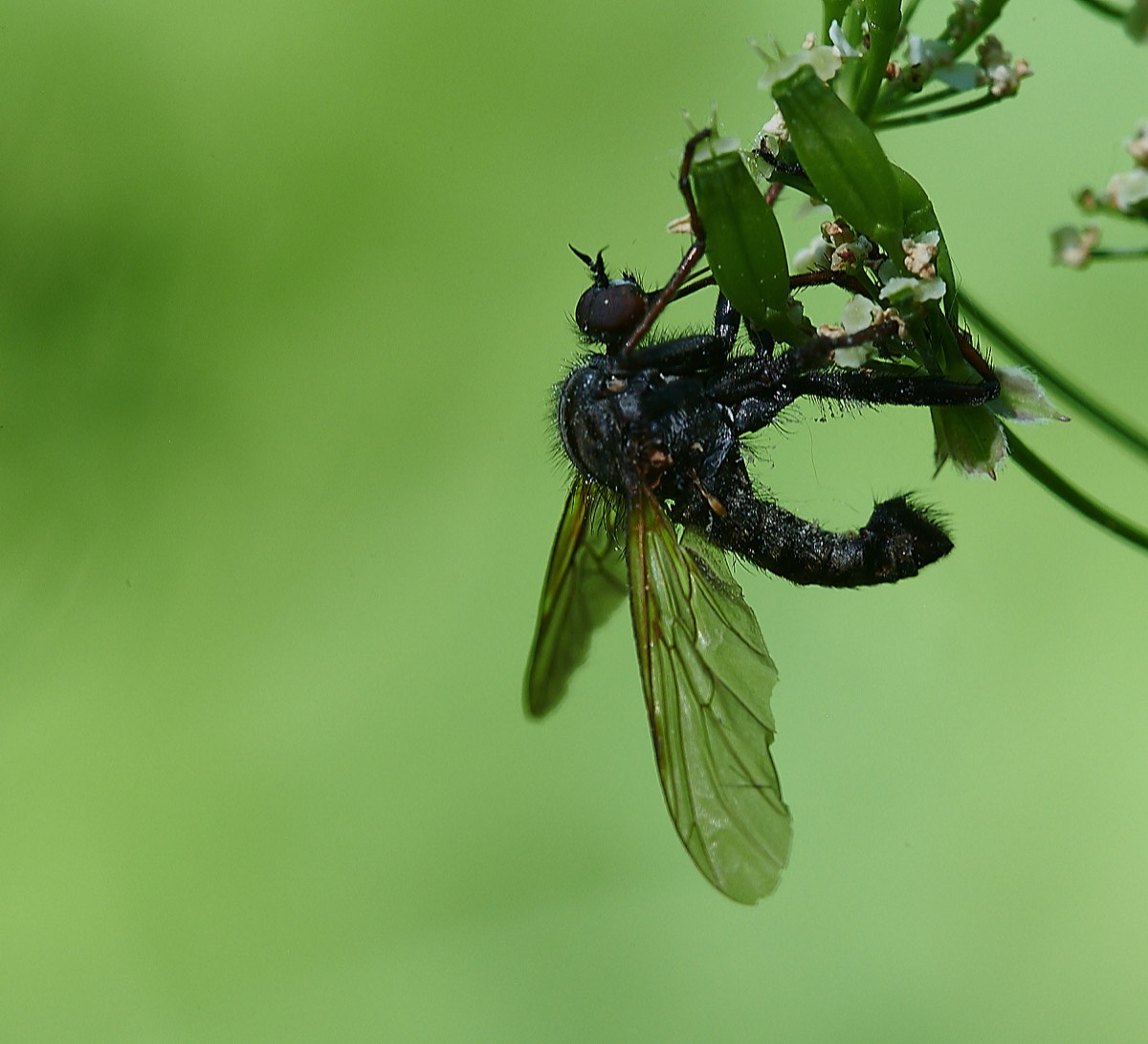 A fungus killed the Fly - Foxley Wood 13/06/21