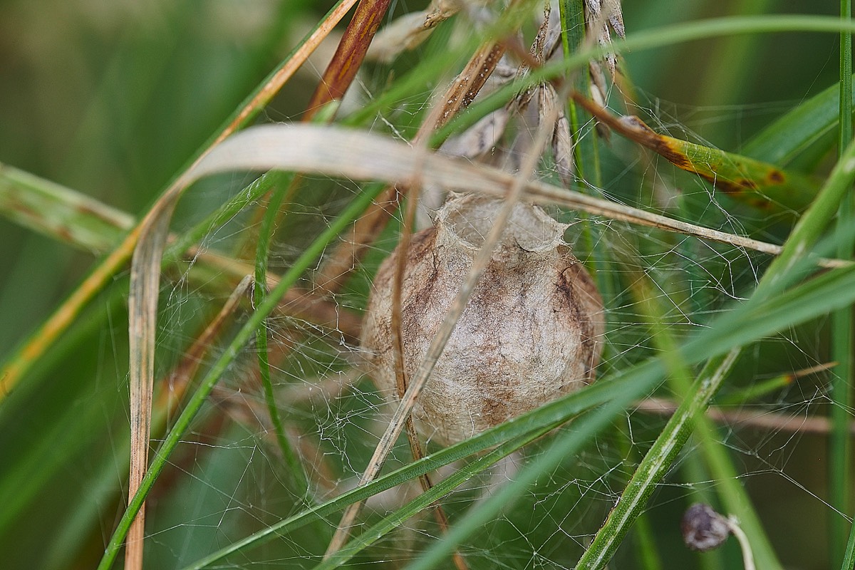 Wasp Spider Egg Sac - Gramborough Hill 25/08/21