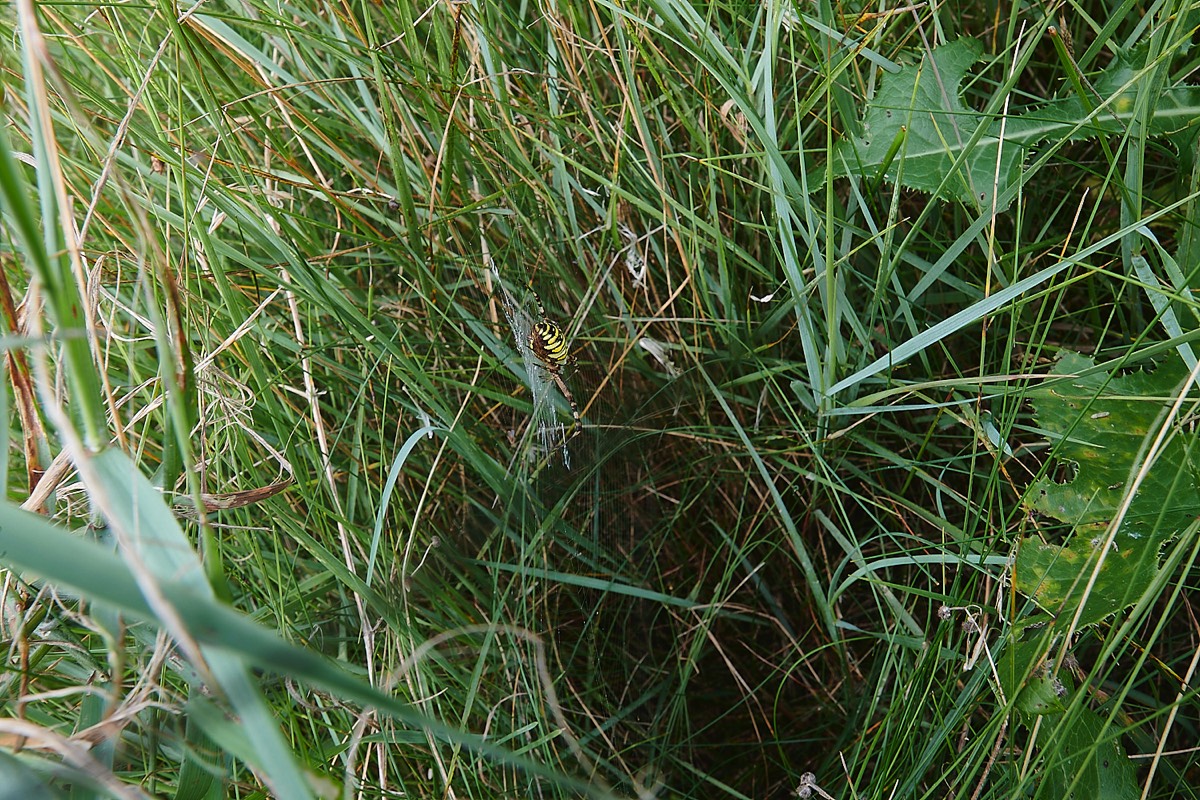 Wasp Spider on web suspended over a depression in the grass - Gramborough Hill 25/08/21