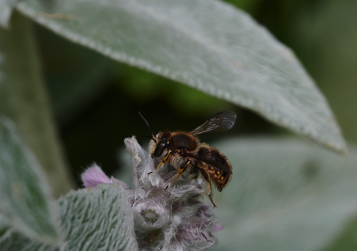 Wool Carder bee - hanworth 13/07/21