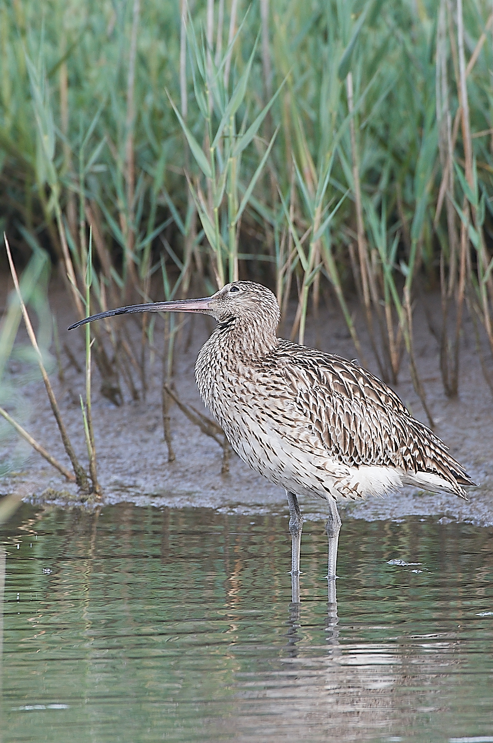CleyCurlew060721-1