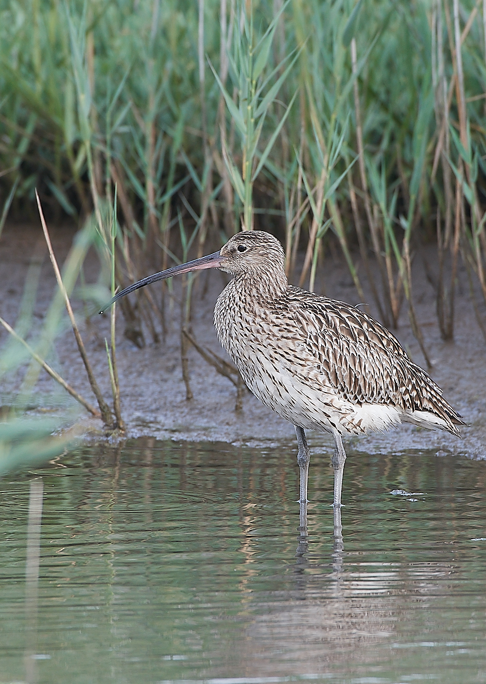 CleyCurlew060721-2