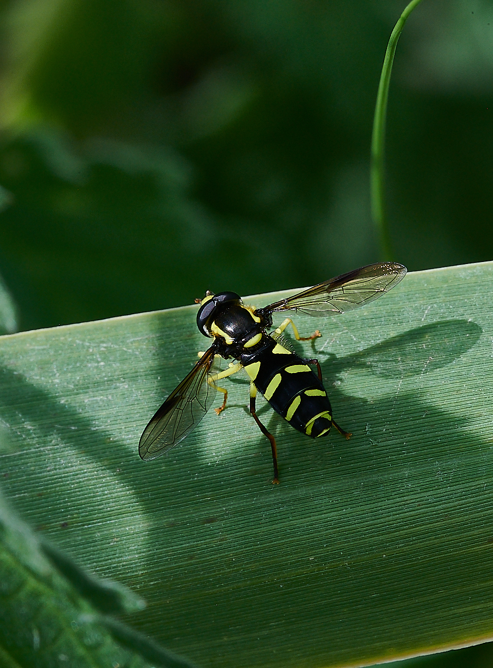 CleyHoverfly1070621-2