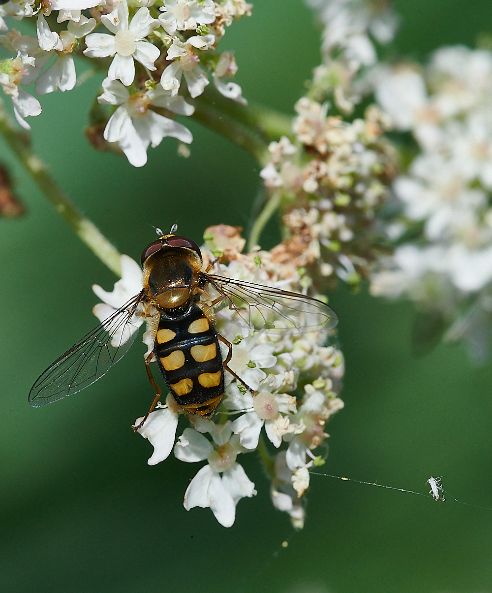 CleyHoverfly2070621-1