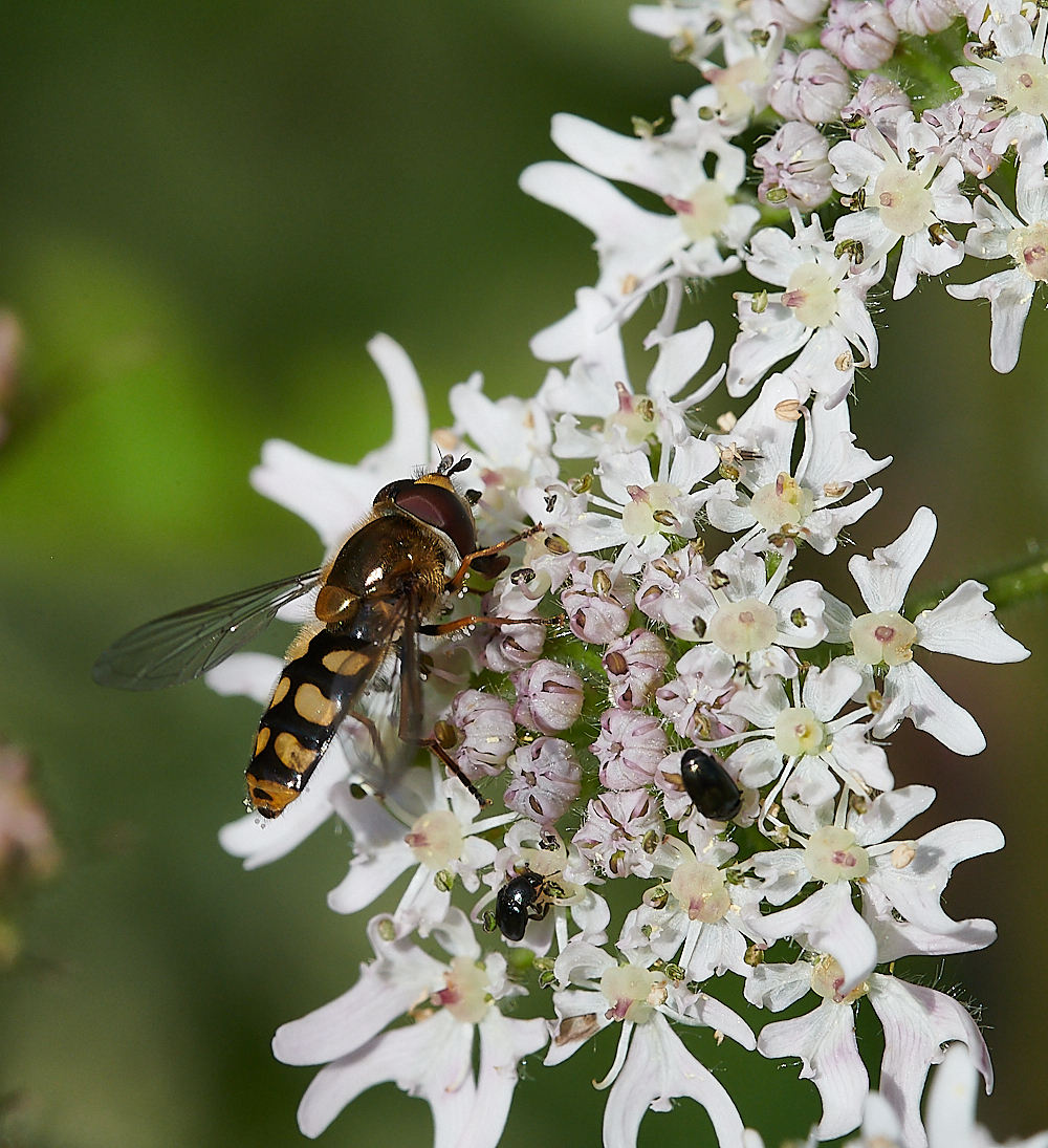CleyHoverfly3070621-2