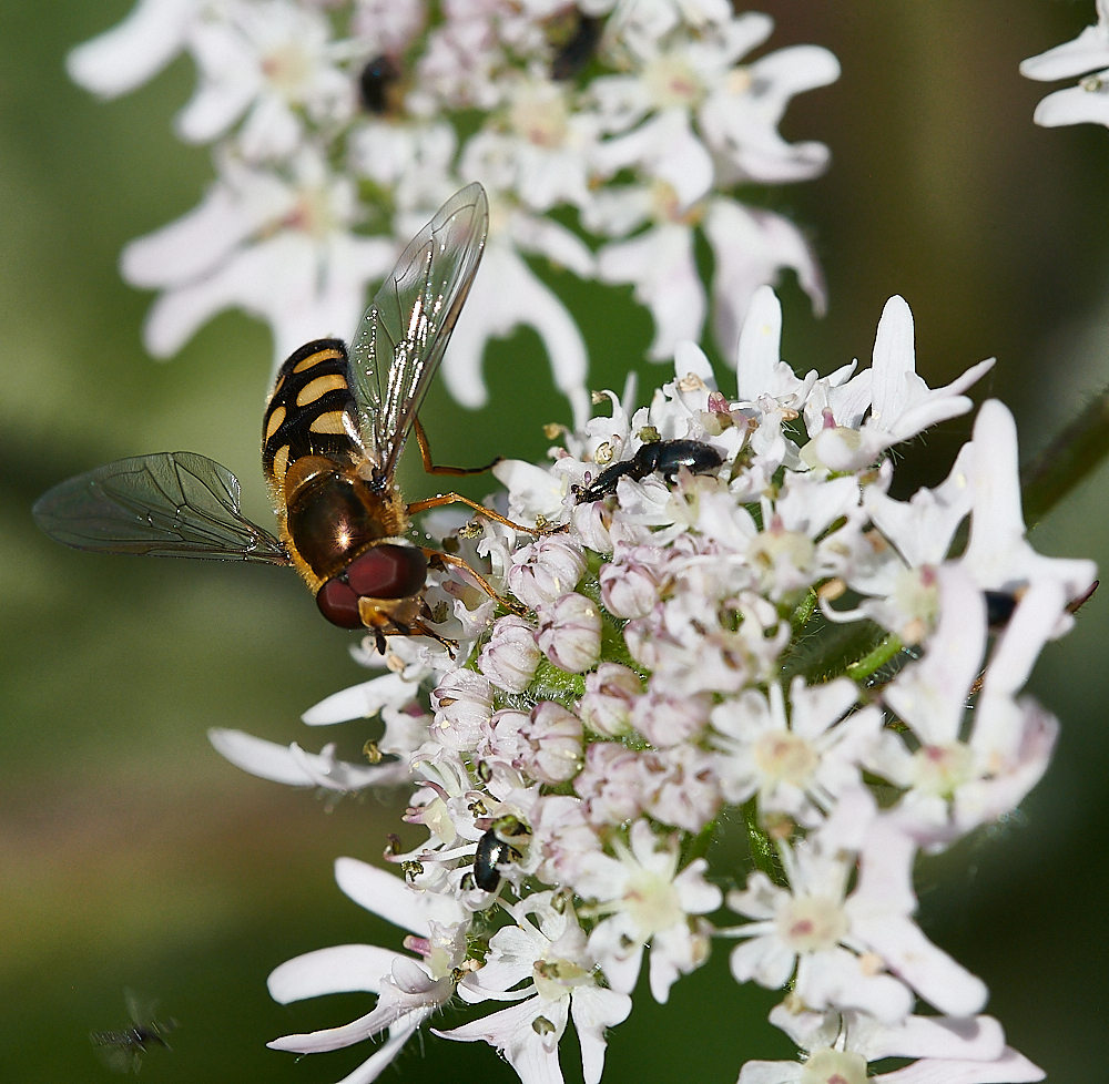 CleyHoverfly3070621-3