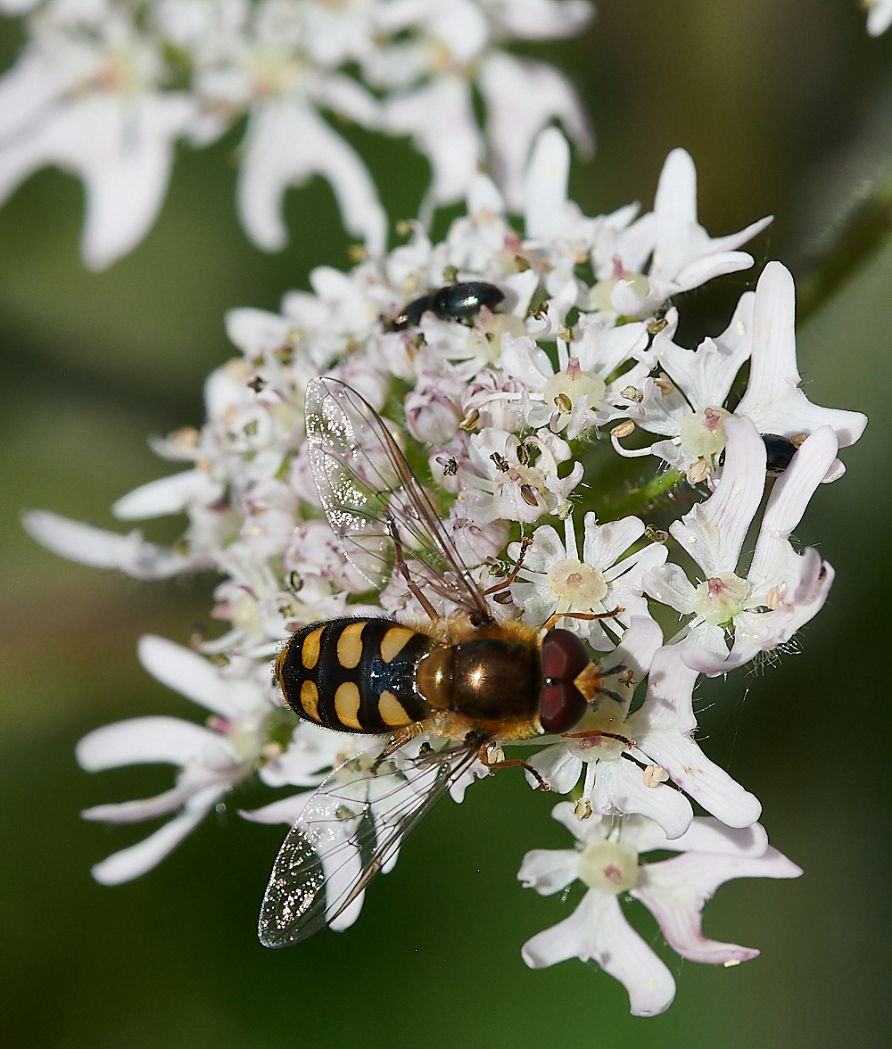 CleyHoverfly3070621-5