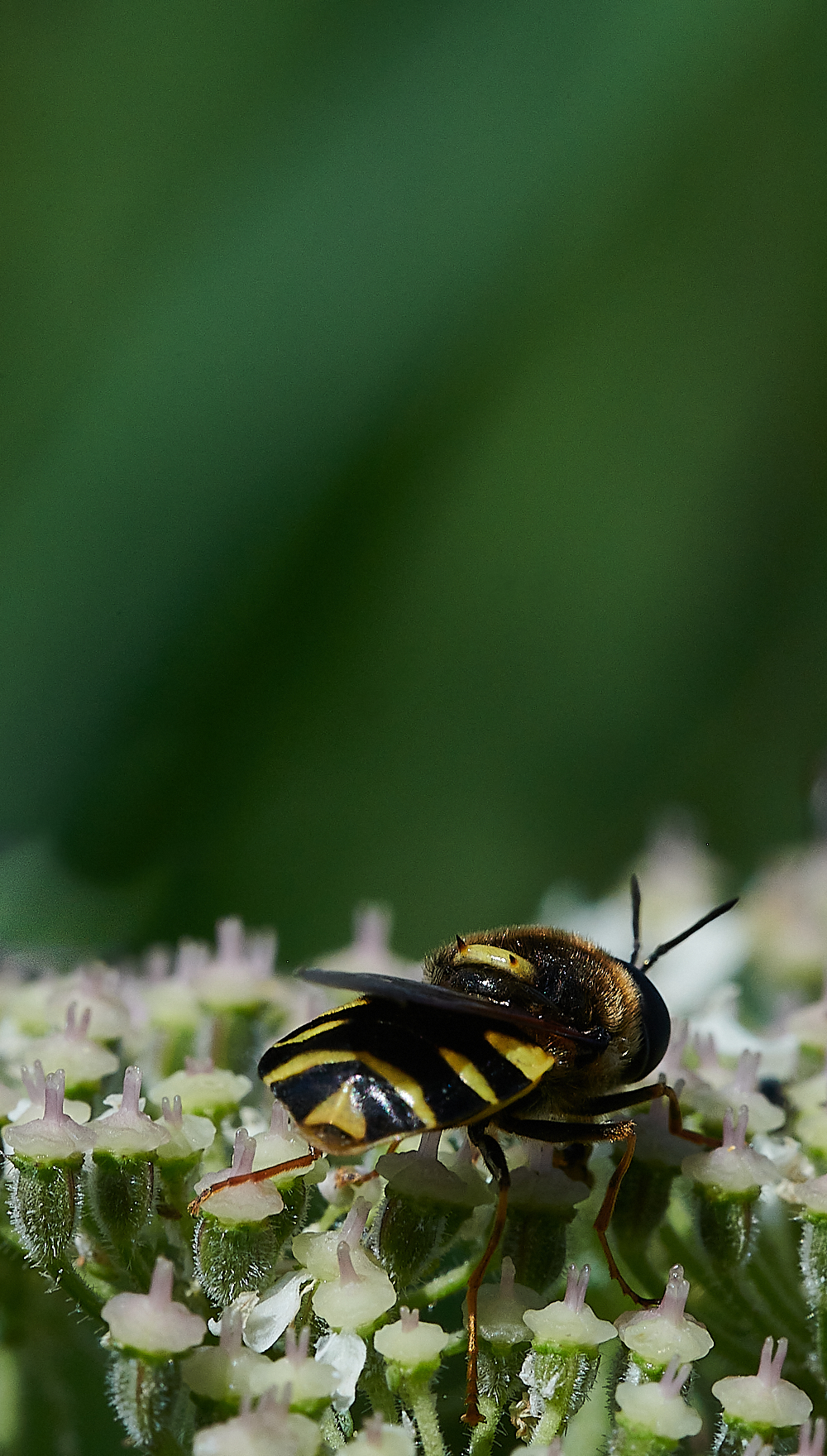 CleyHoverfly4070621-4