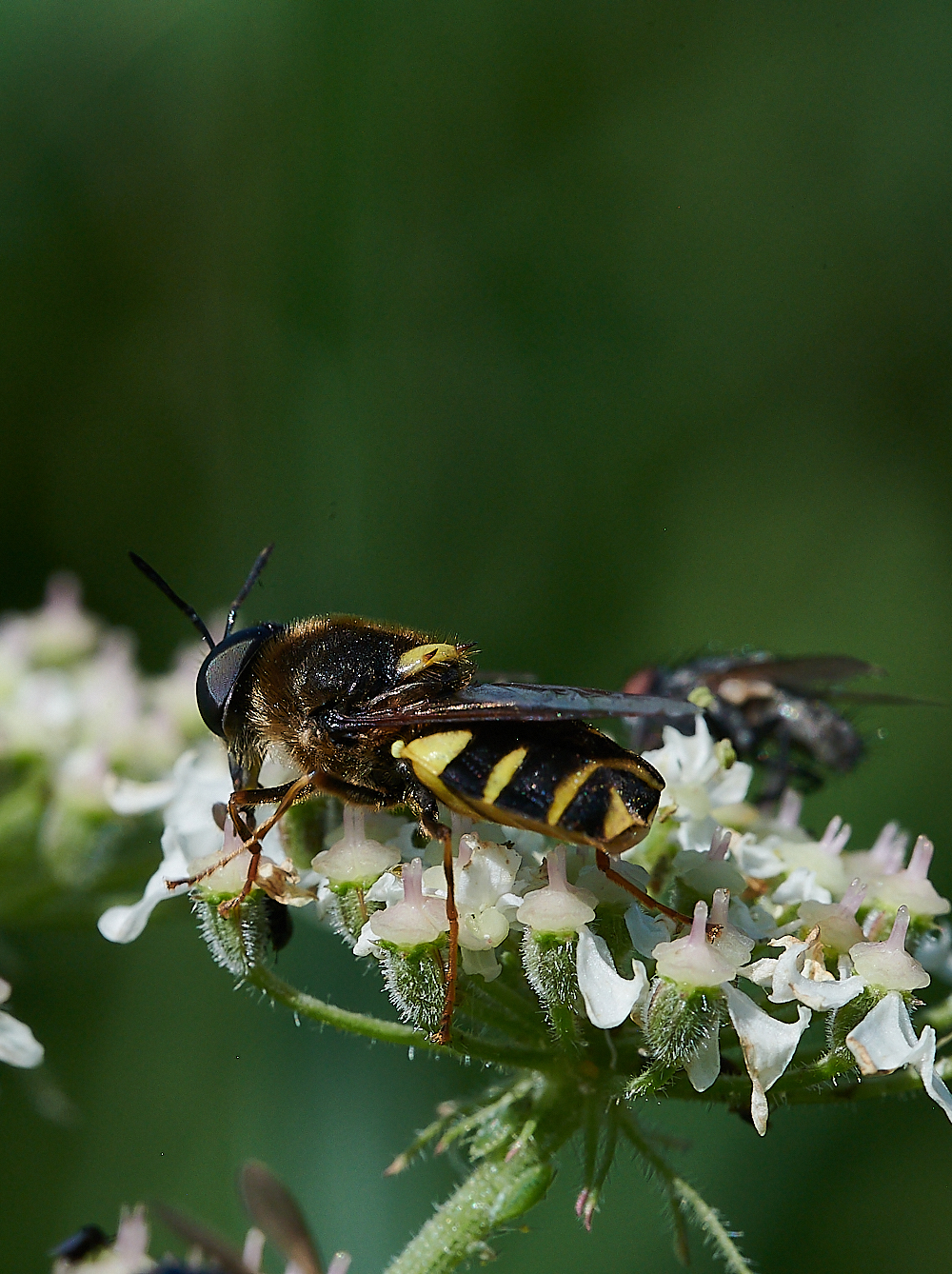 CleyHoverfly4070621-7