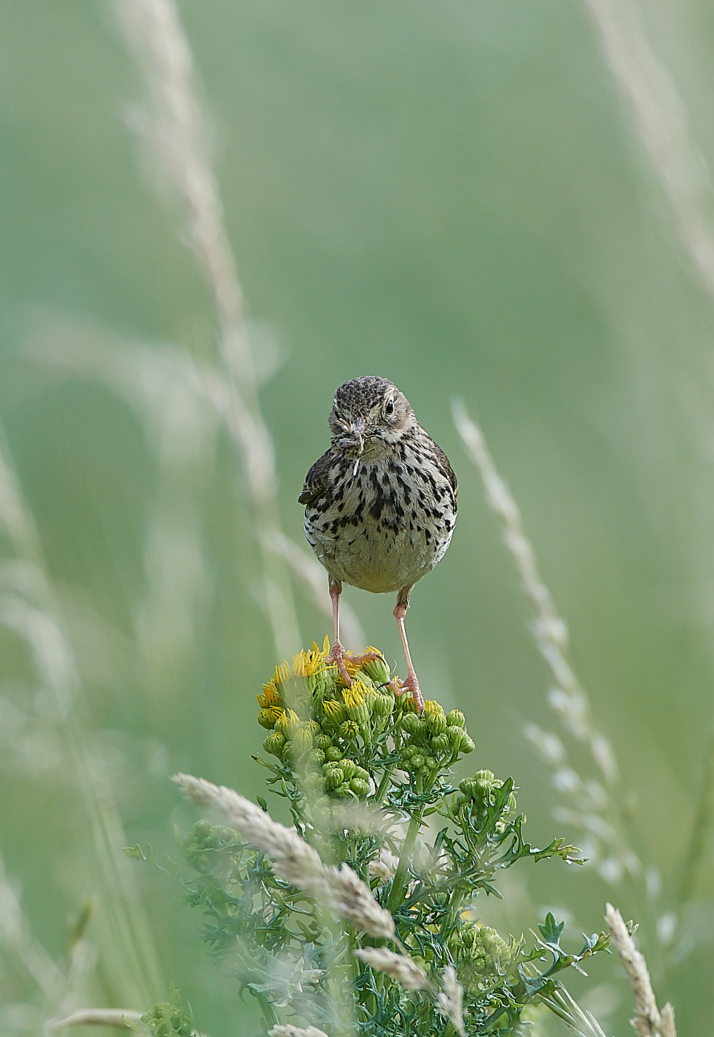 CleyMeadowPipit060721-1