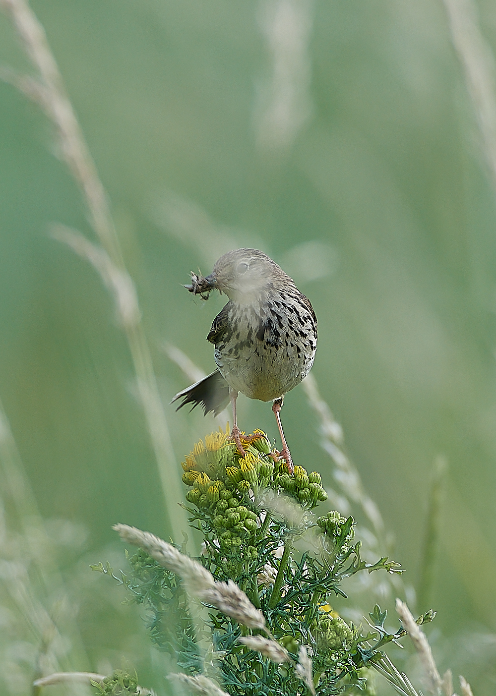 CleyMeadowPipit060721-2