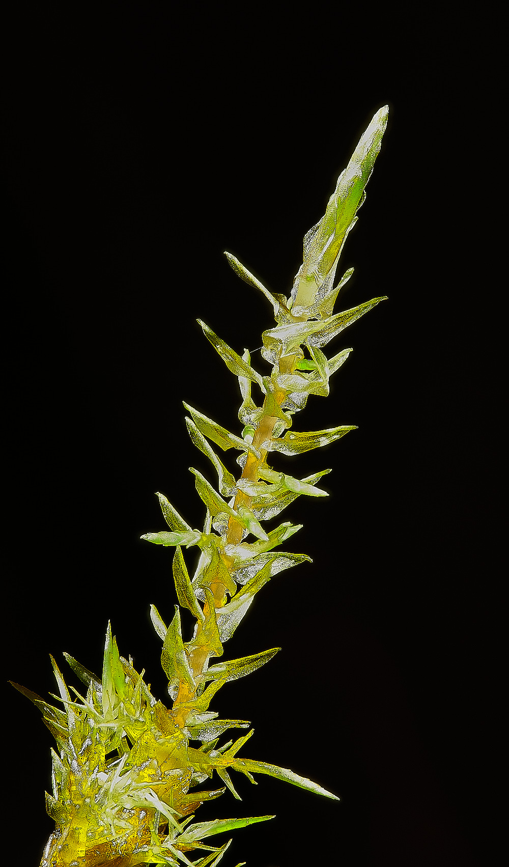 SmallburghFenCcordifolium070921-2