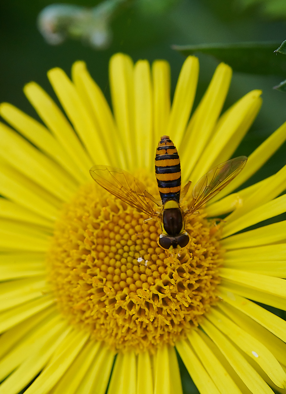 WhitwellHoverfly2140821-2