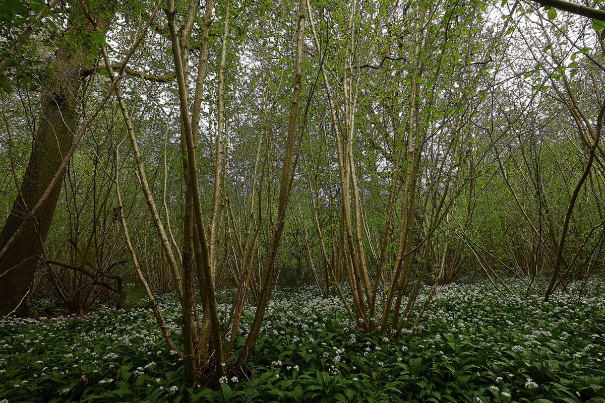 Ashwellthorpe Lower Wood 15/05/21