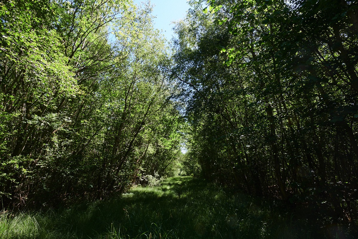 Foxley Wood 13/06/21