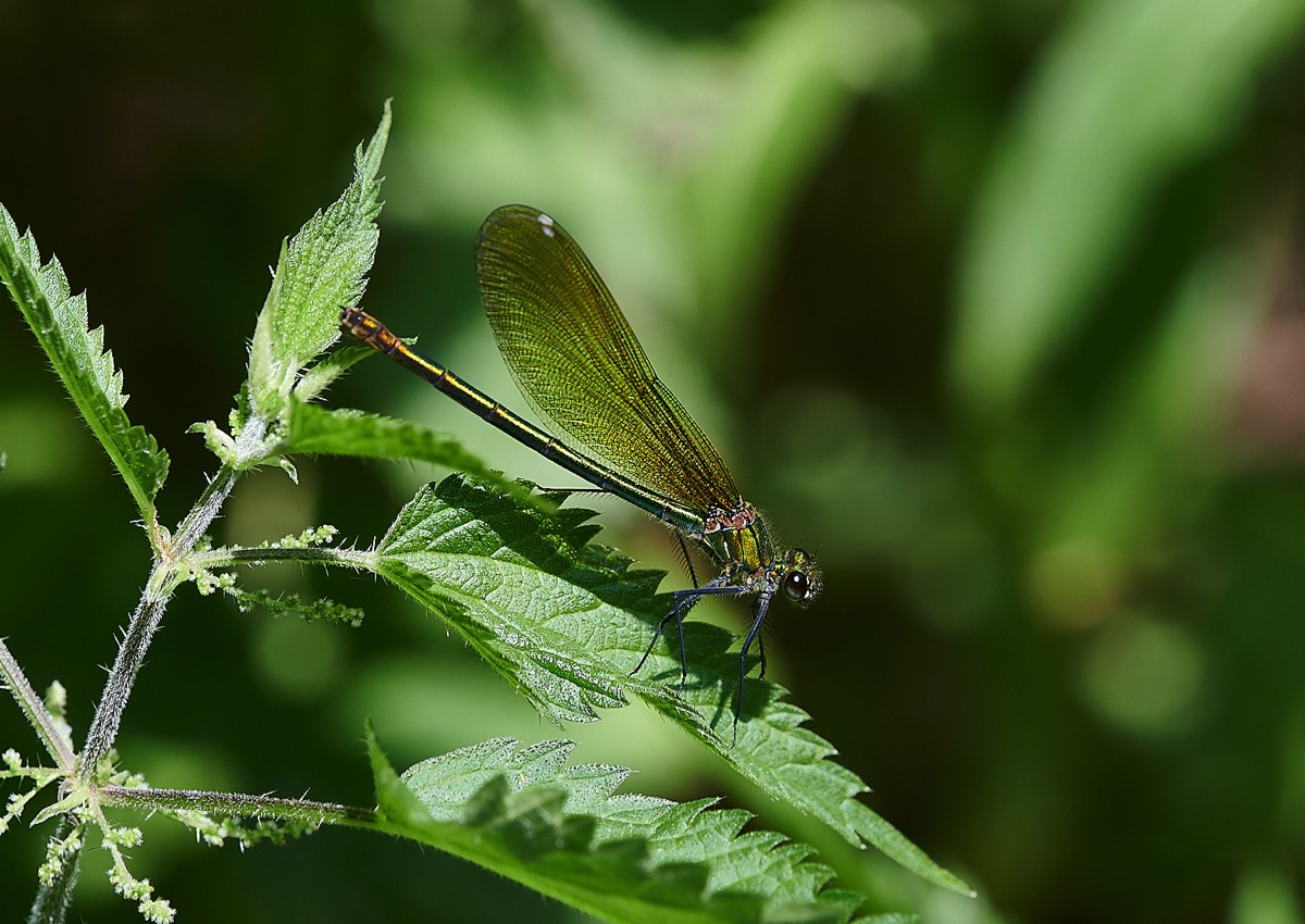 Banded Demoiselle - Costessey 19/07/21