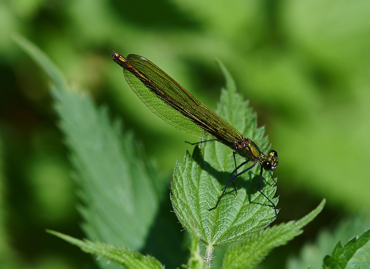 Banded Demoiselle - Costessey 19/07/21