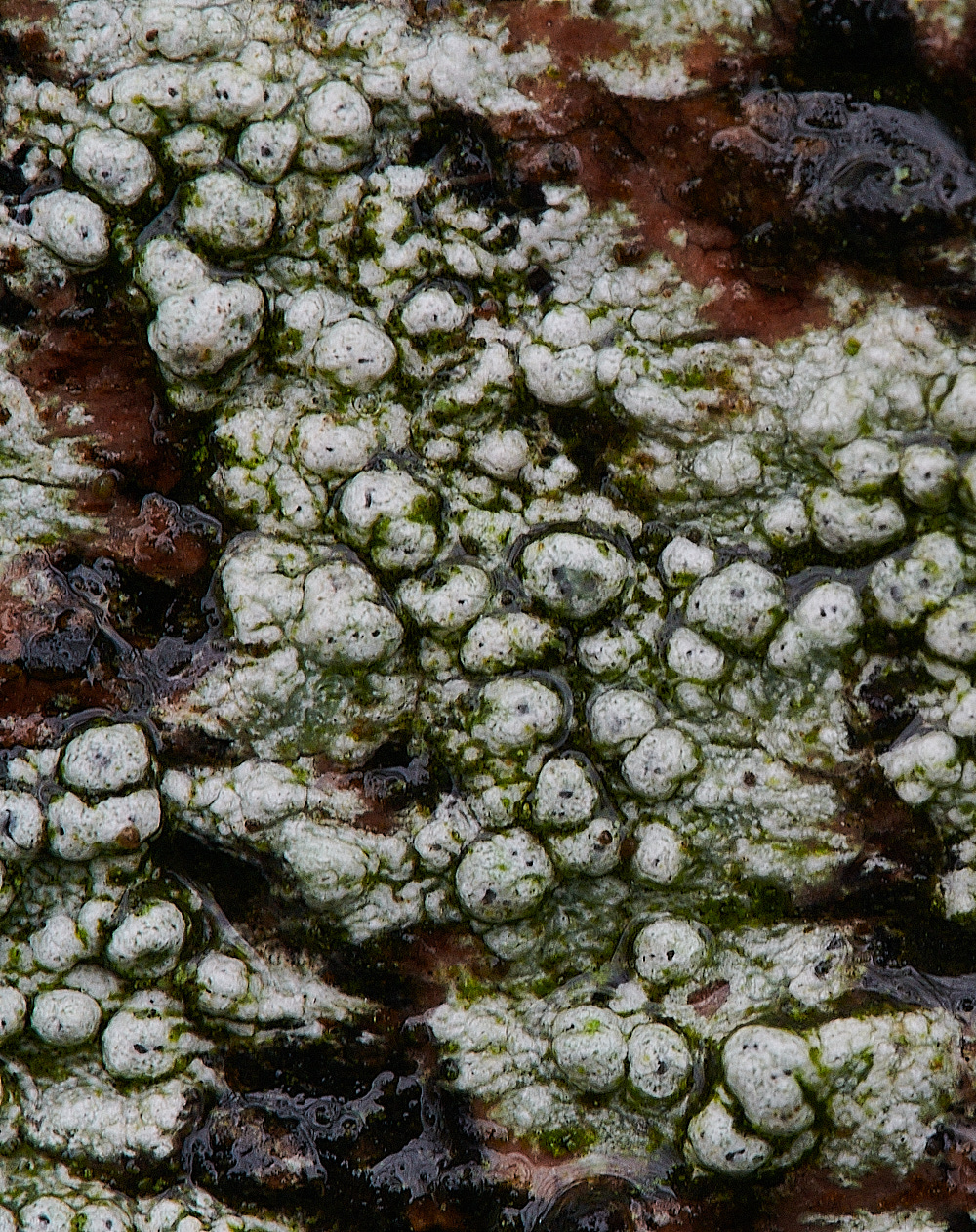 BuckenhamWoodLichen1291221-1