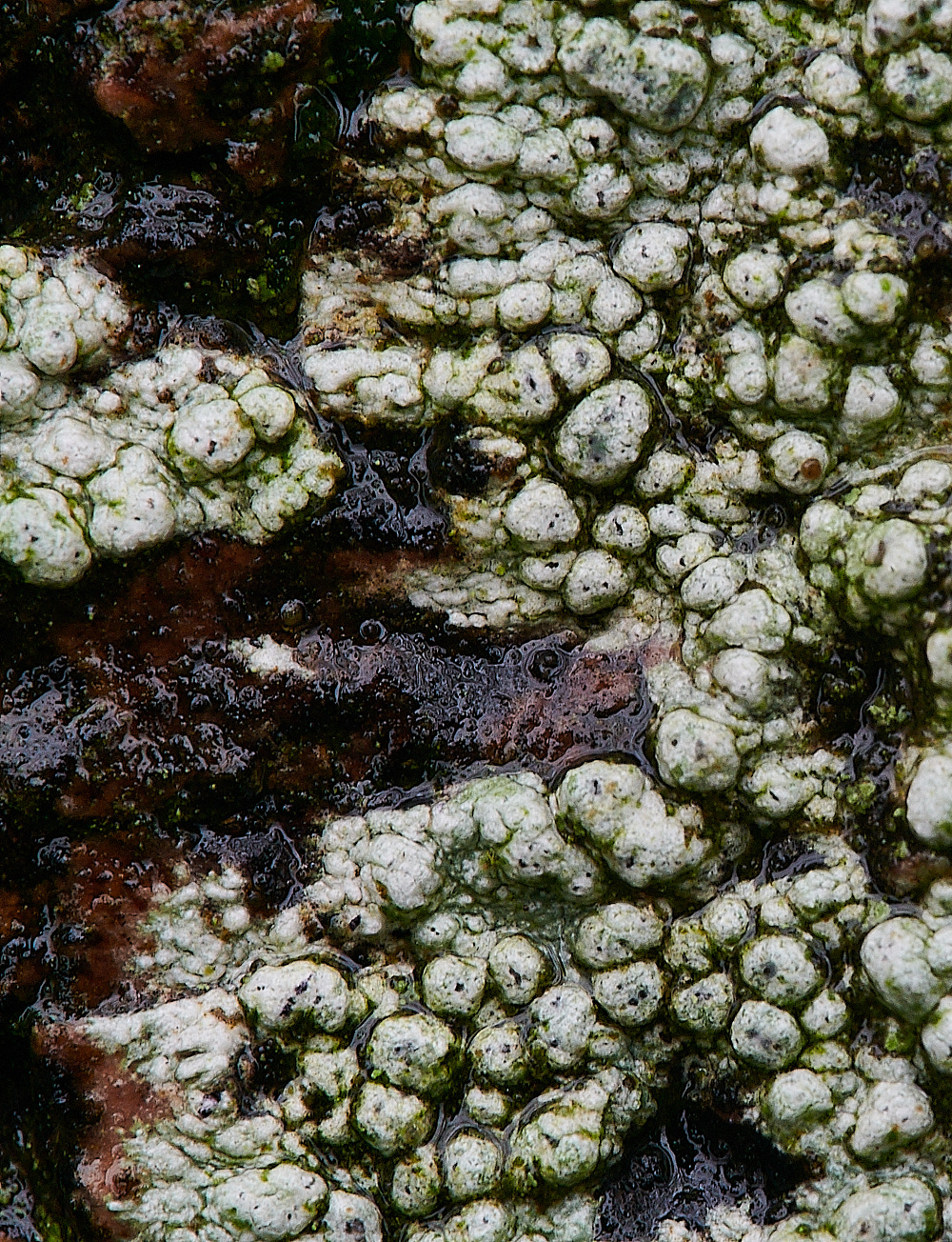 BuckenhamWoodLichen1291221-2