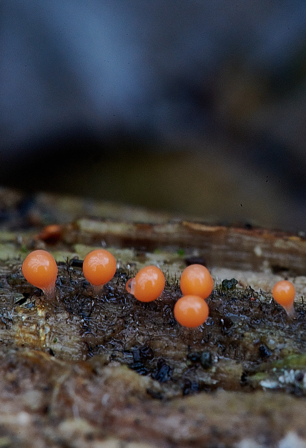 BuckenhamWoodSlimeMold1291221-1