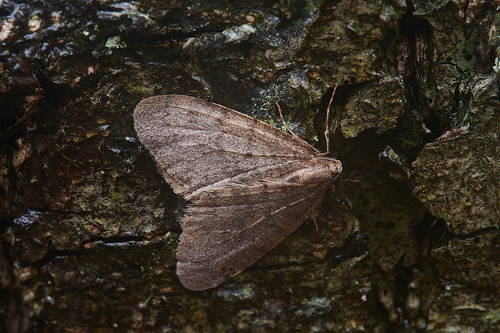 BuckenhamWoodWInterMoth291221-2