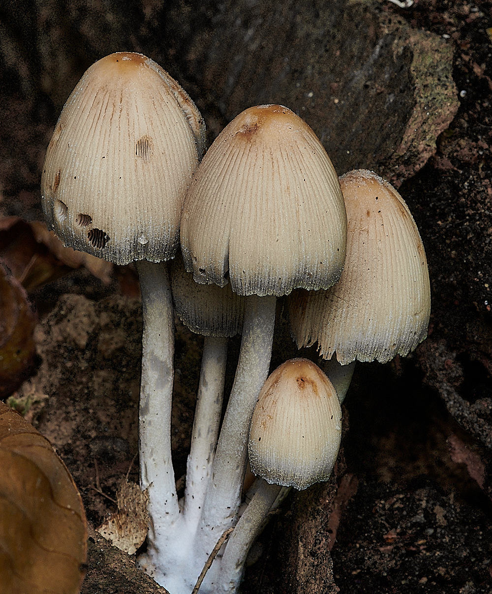 BurlinghamGlisteningInkcap081121-1