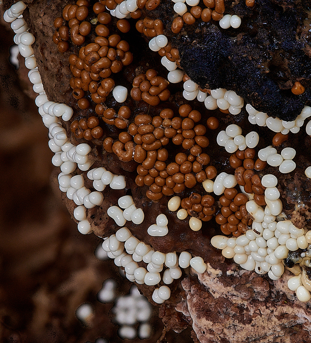 BurlinghamSlimeMold3081121-1