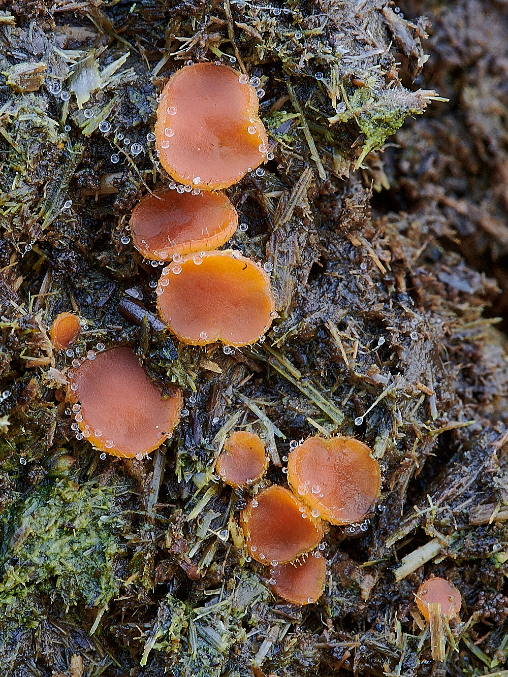 BuxtonHeathDungFungus311021-1