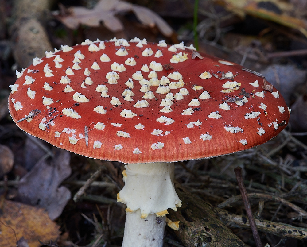 BuxtonHeathFlyAgaric311021-2