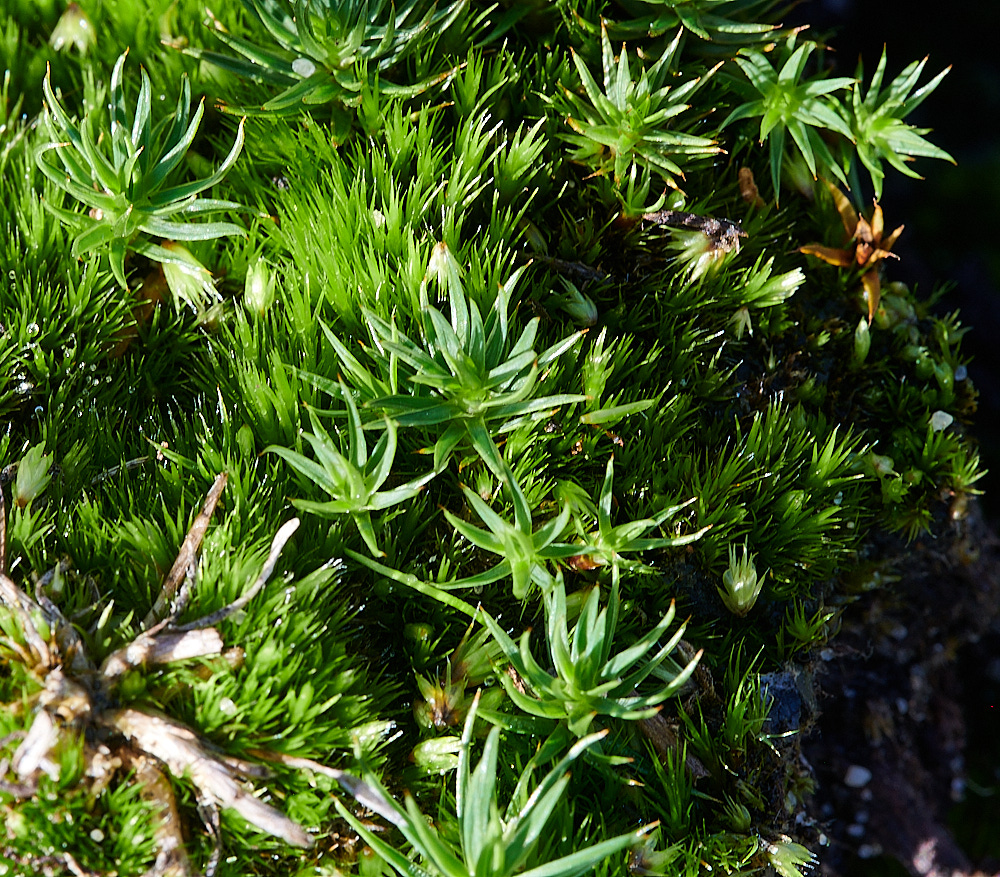 BuxtonHeathMoss311021-1