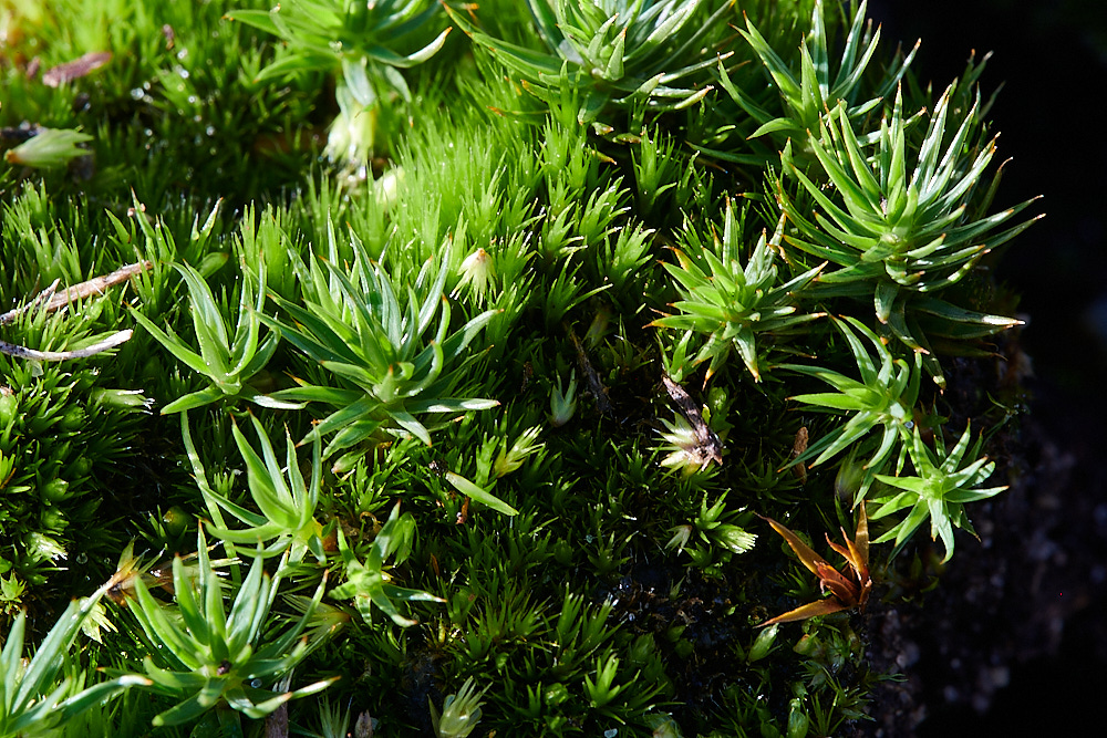 BuxtonHeathMoss311021-2