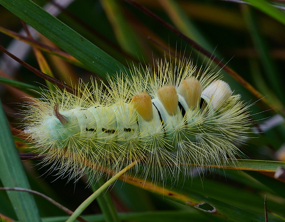 EastWinchCaterpillar171021-1