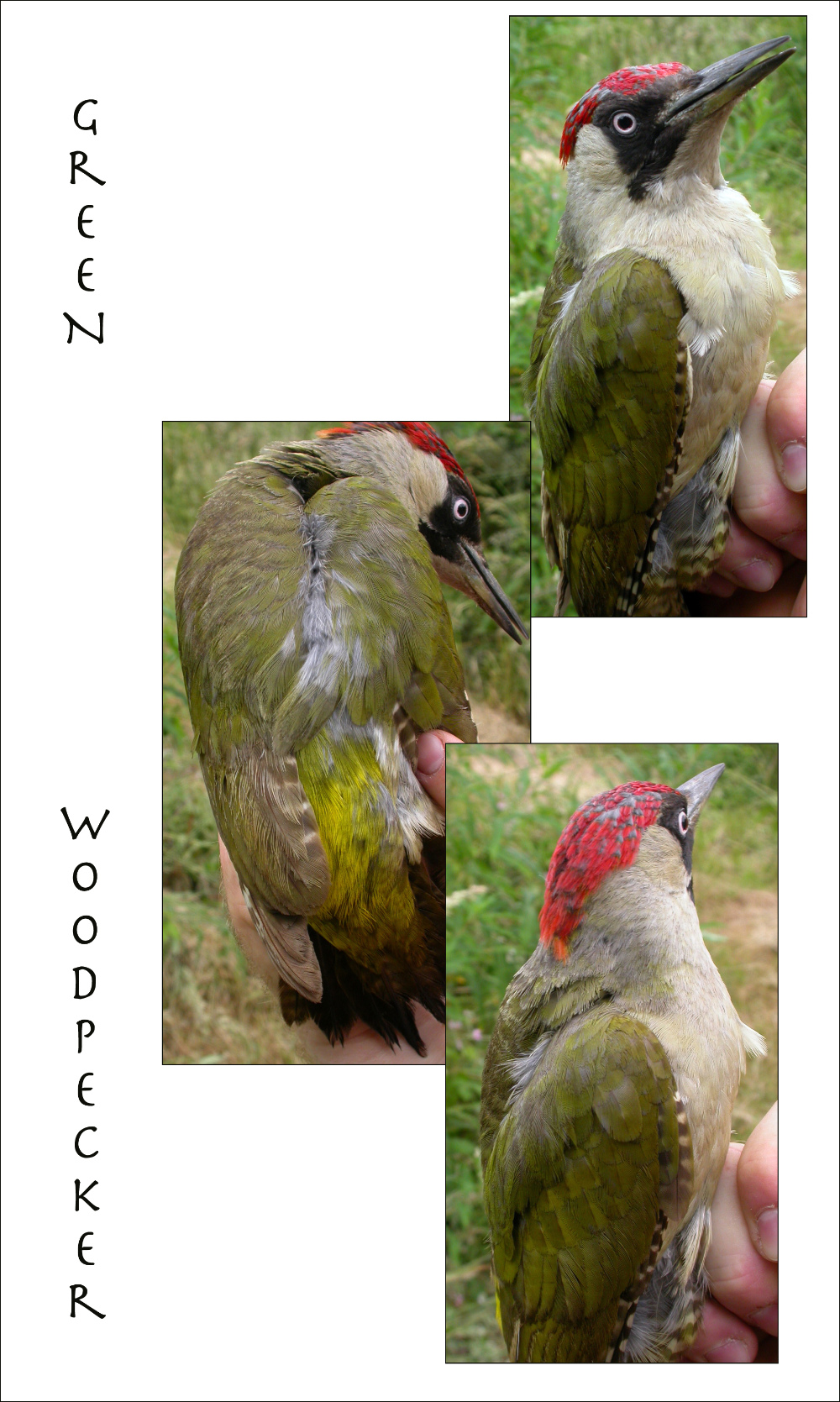 Green Woodpecker 2005