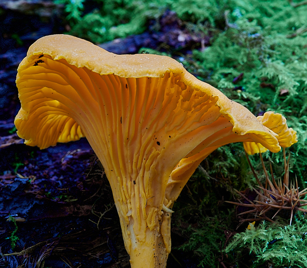 HoughenPlantationChanterelle061121-2