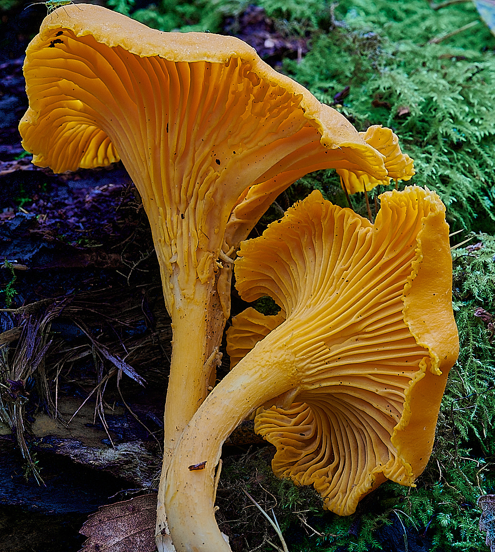 HoughenPlantationChanterelle061121-3