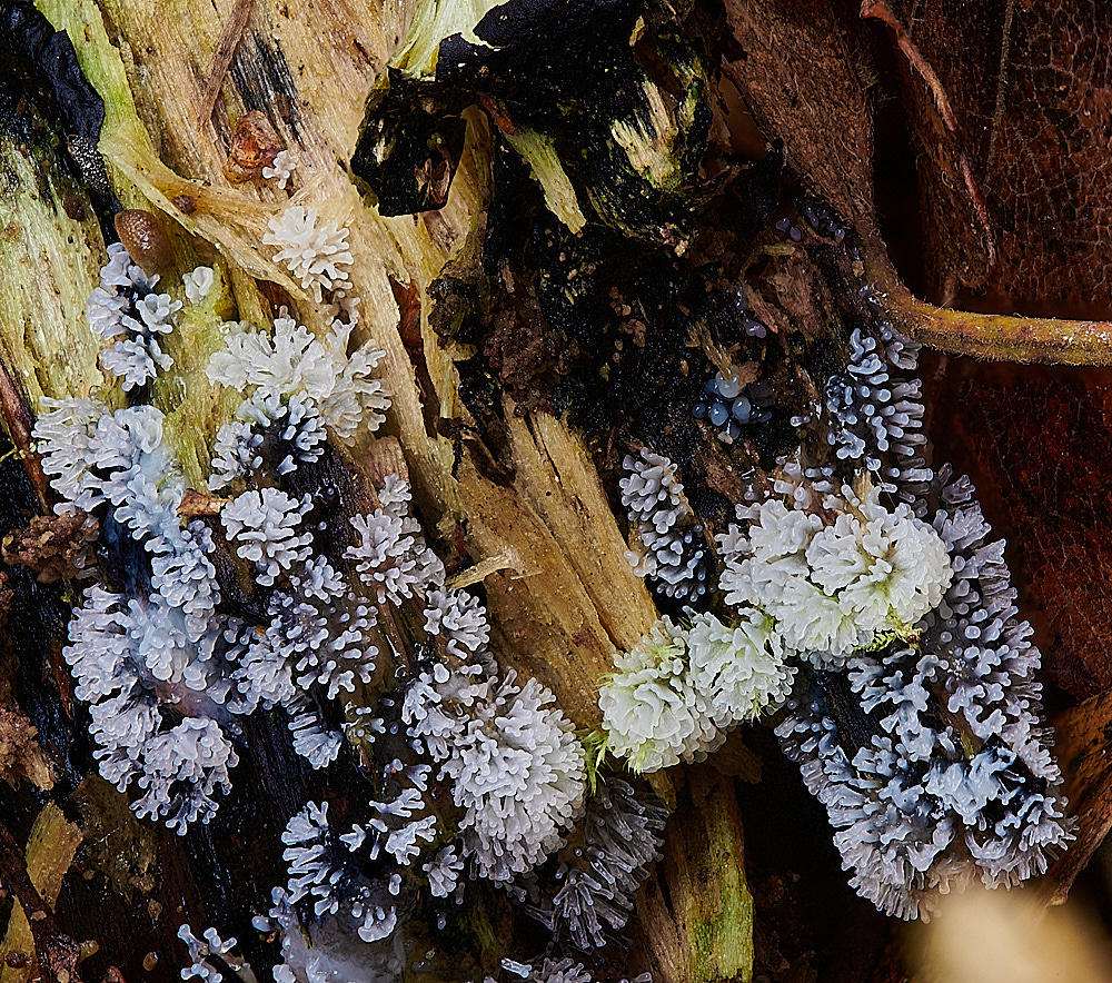 HoughenPlantationSlimeMold061121-1