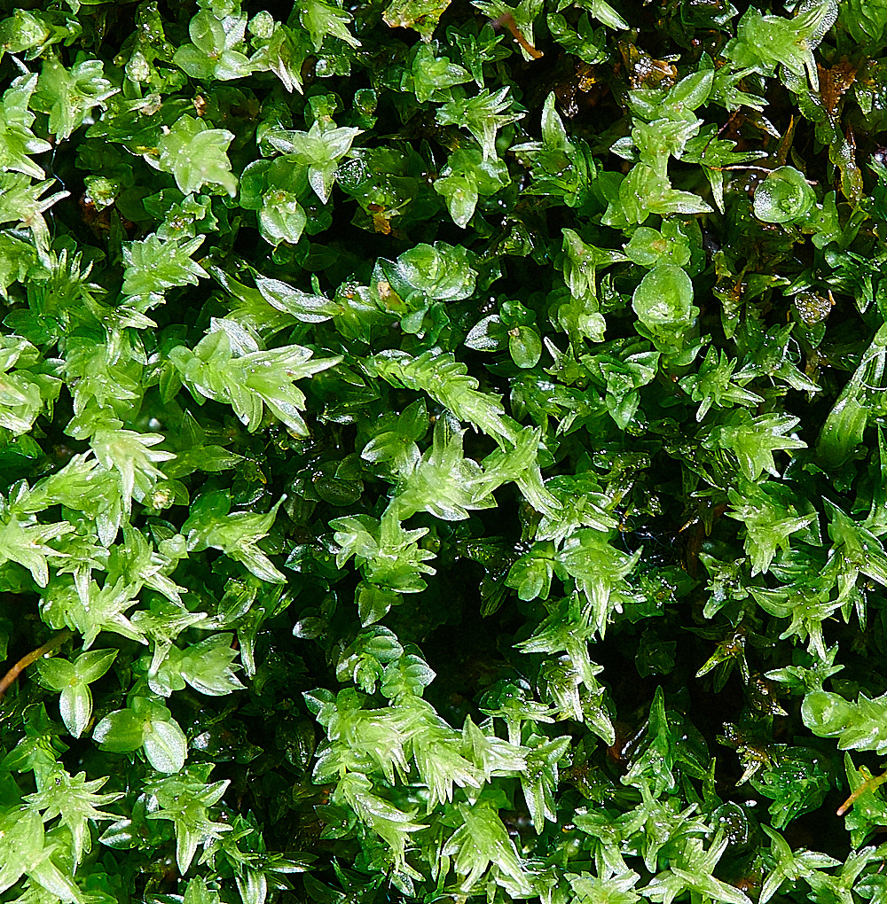 HoughenPlantationTetraphis061121-7