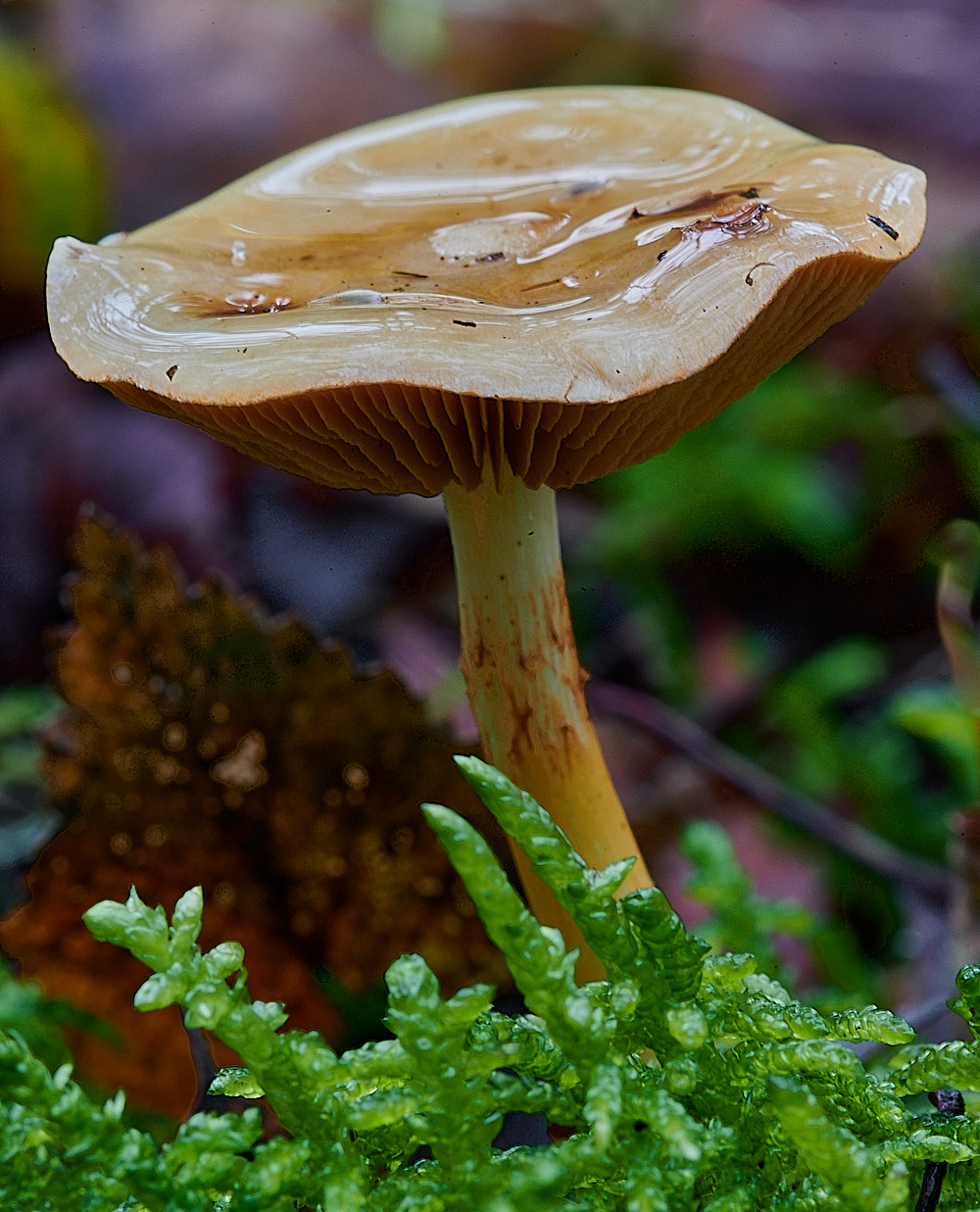 HoughenPlantationYellowWebcap061121-1