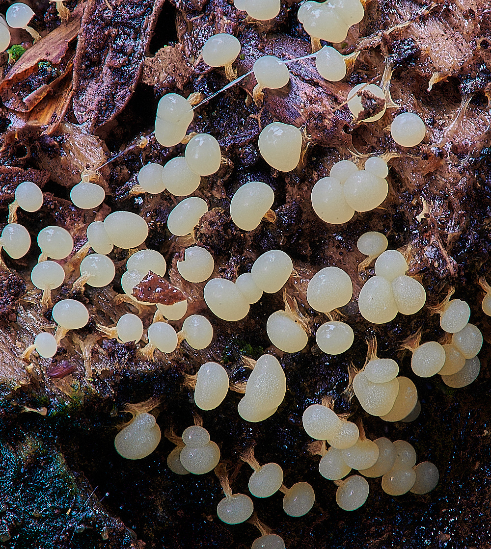 KenHillSlimemold181221-2