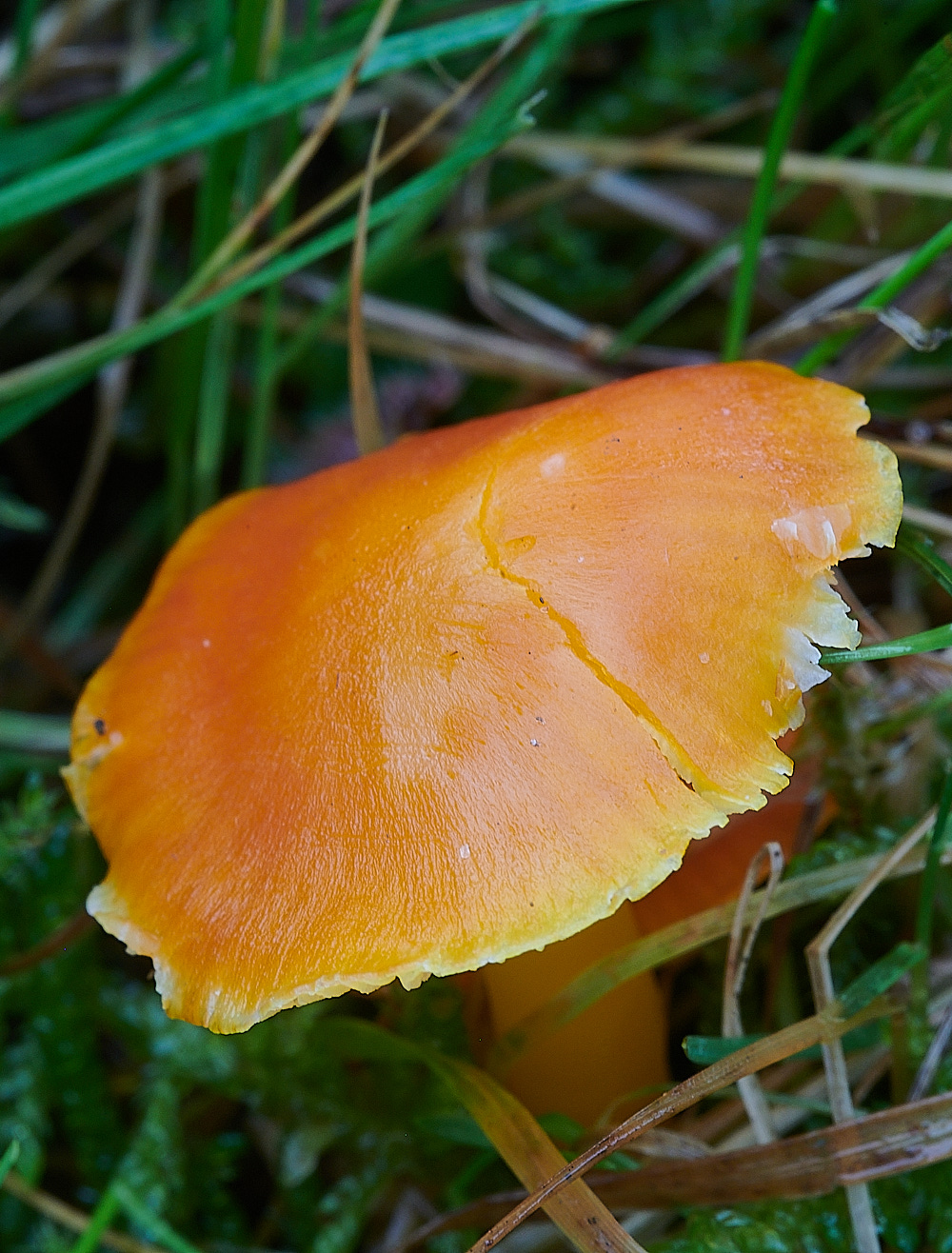 KenHillWaxcap181221-1