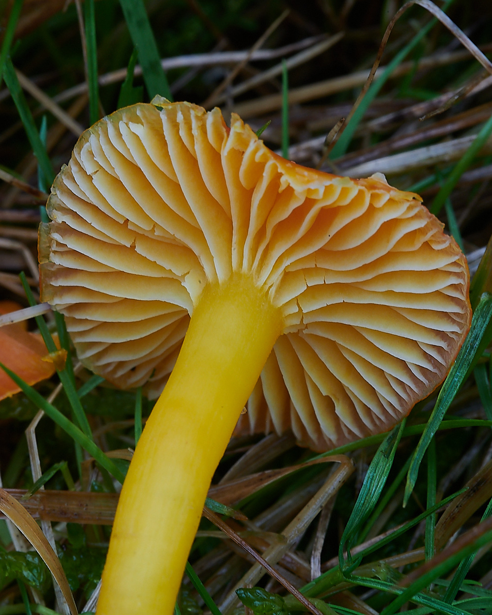 KenHillWaxcap181221-2