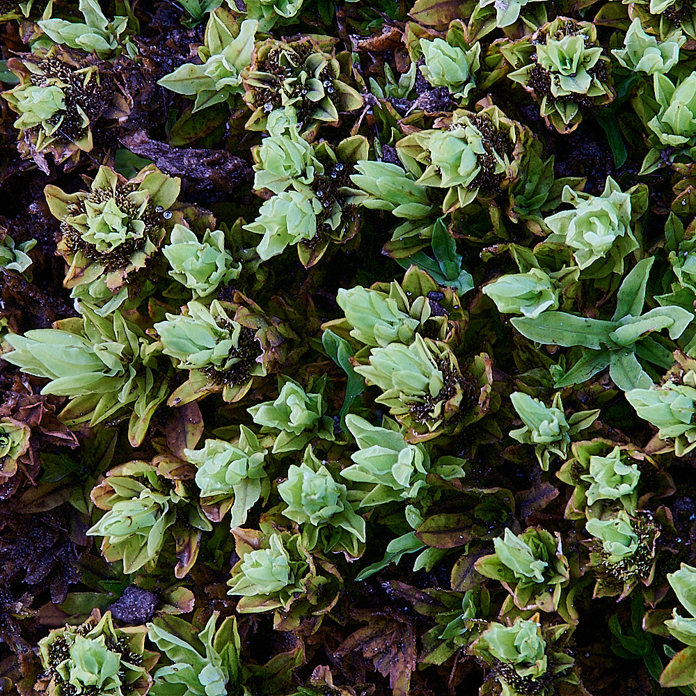 TideswellDaleEstreptocarpa201121-1