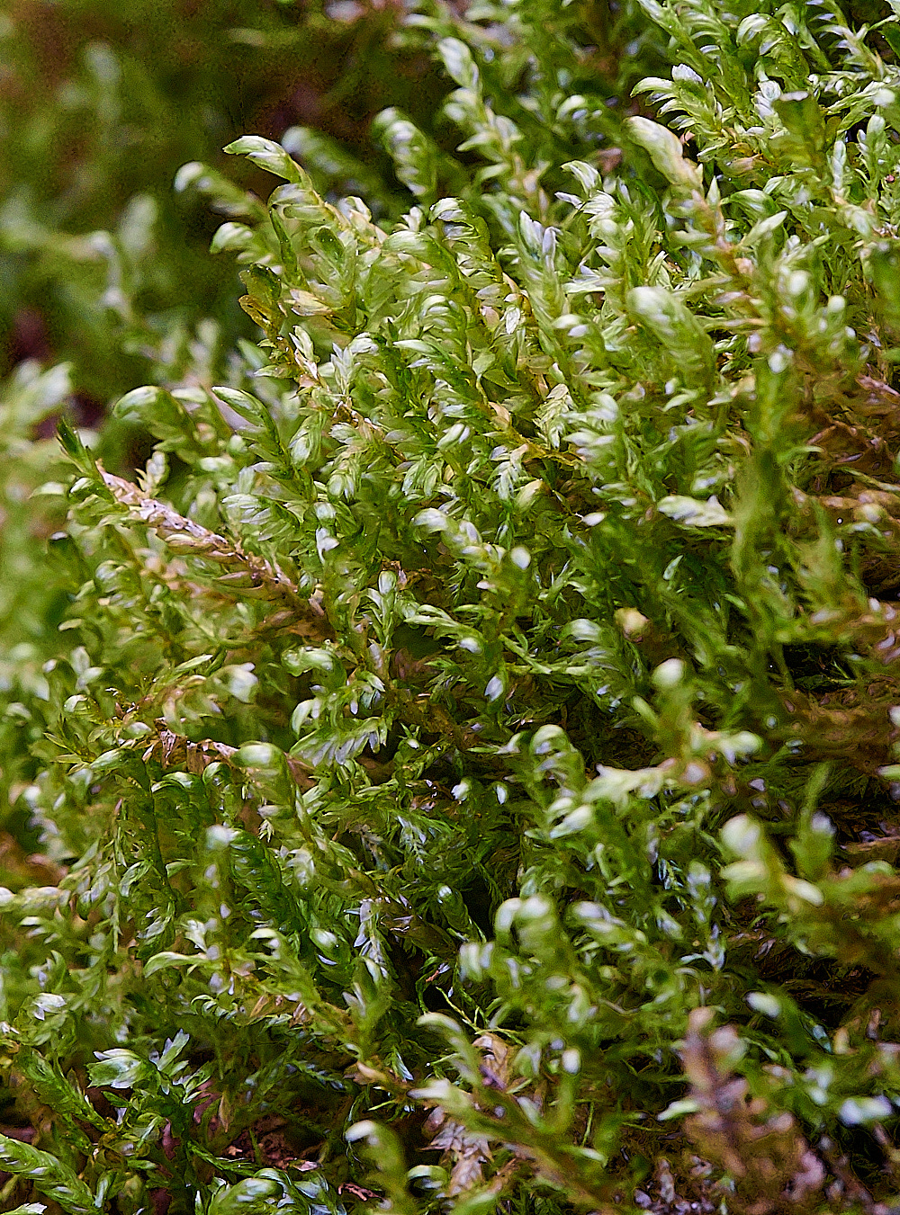 TideswellDaleMoss1201121-1