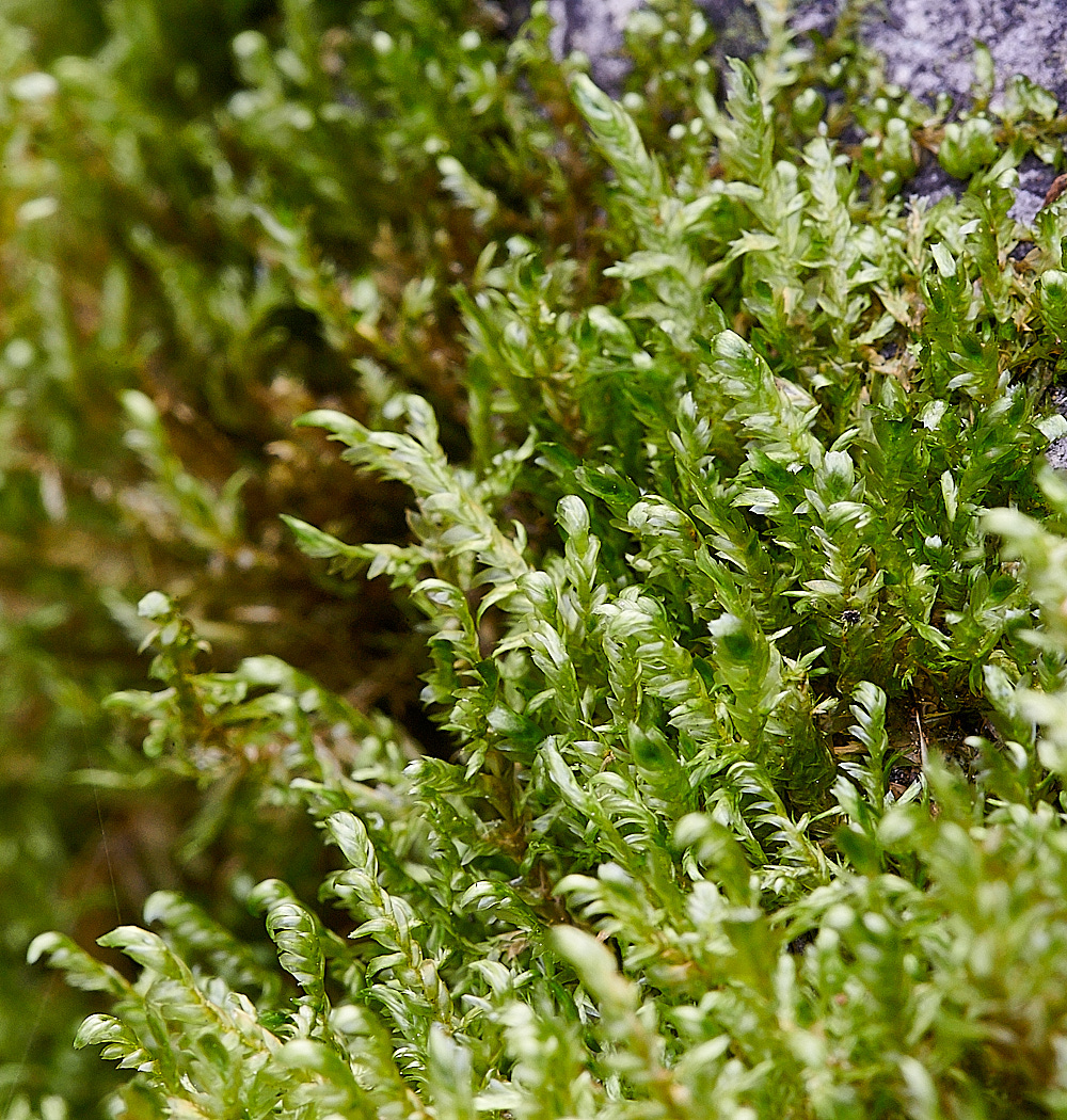 TideswellDaleMoss1201121-2