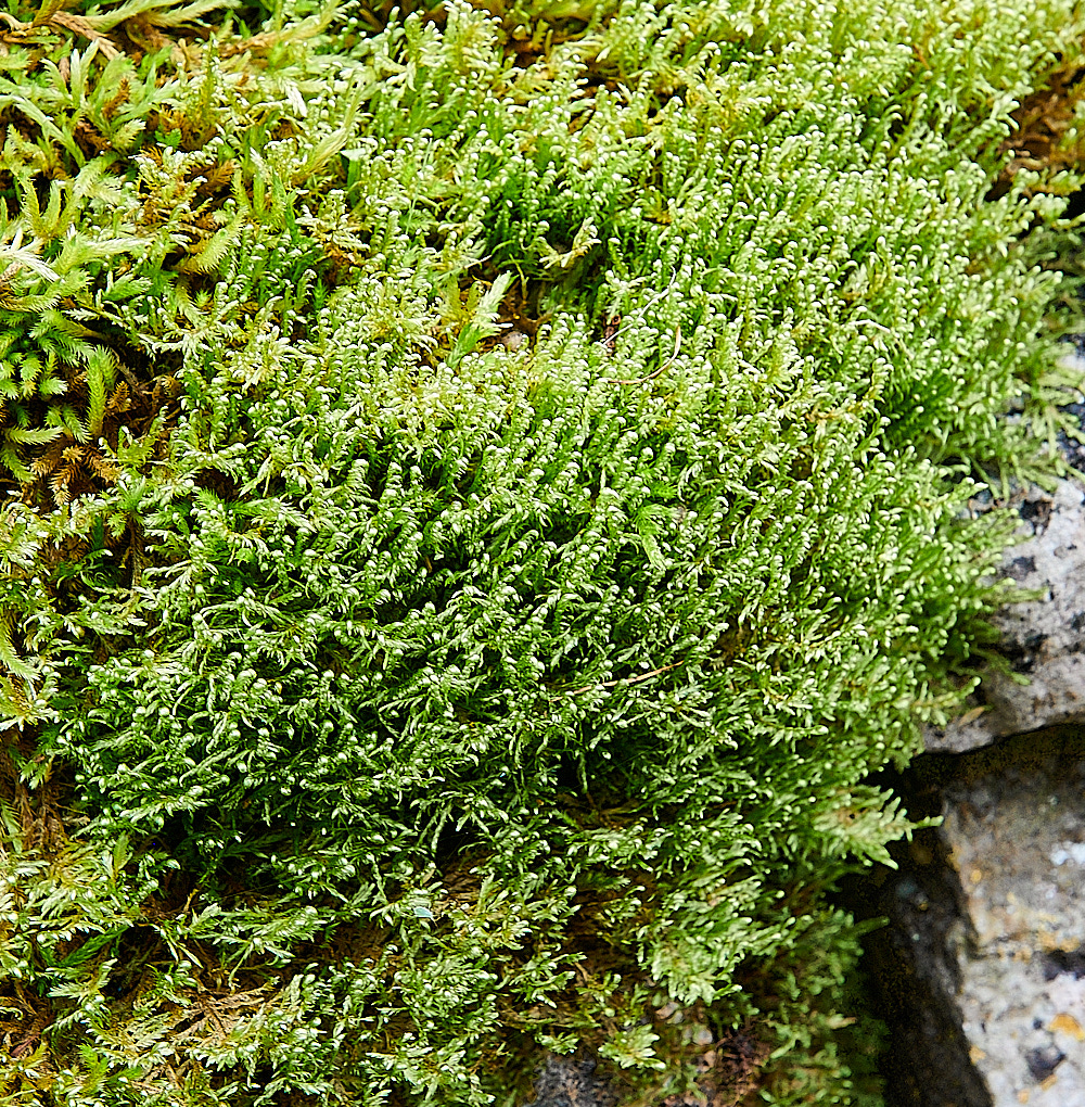 TideswellDaleMoss1201121-3