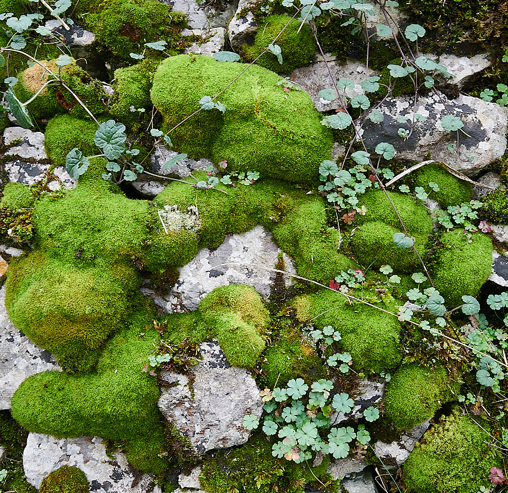 TideswellDaleMoss4201121-3