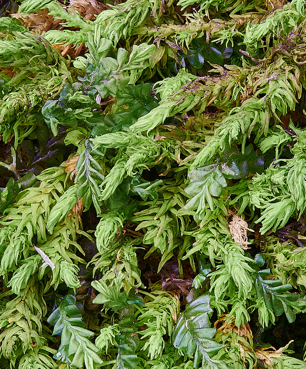 TideswellDaleMoss5201121-1