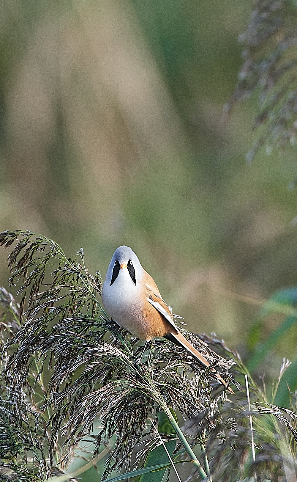 TitchwellBeardedTit091021-1