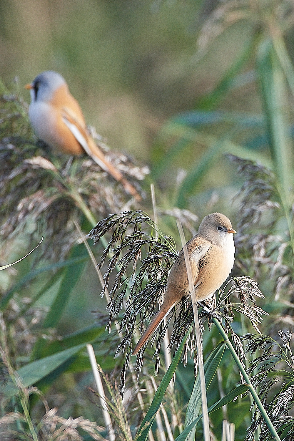 TitchwellBeardedTit091021-2