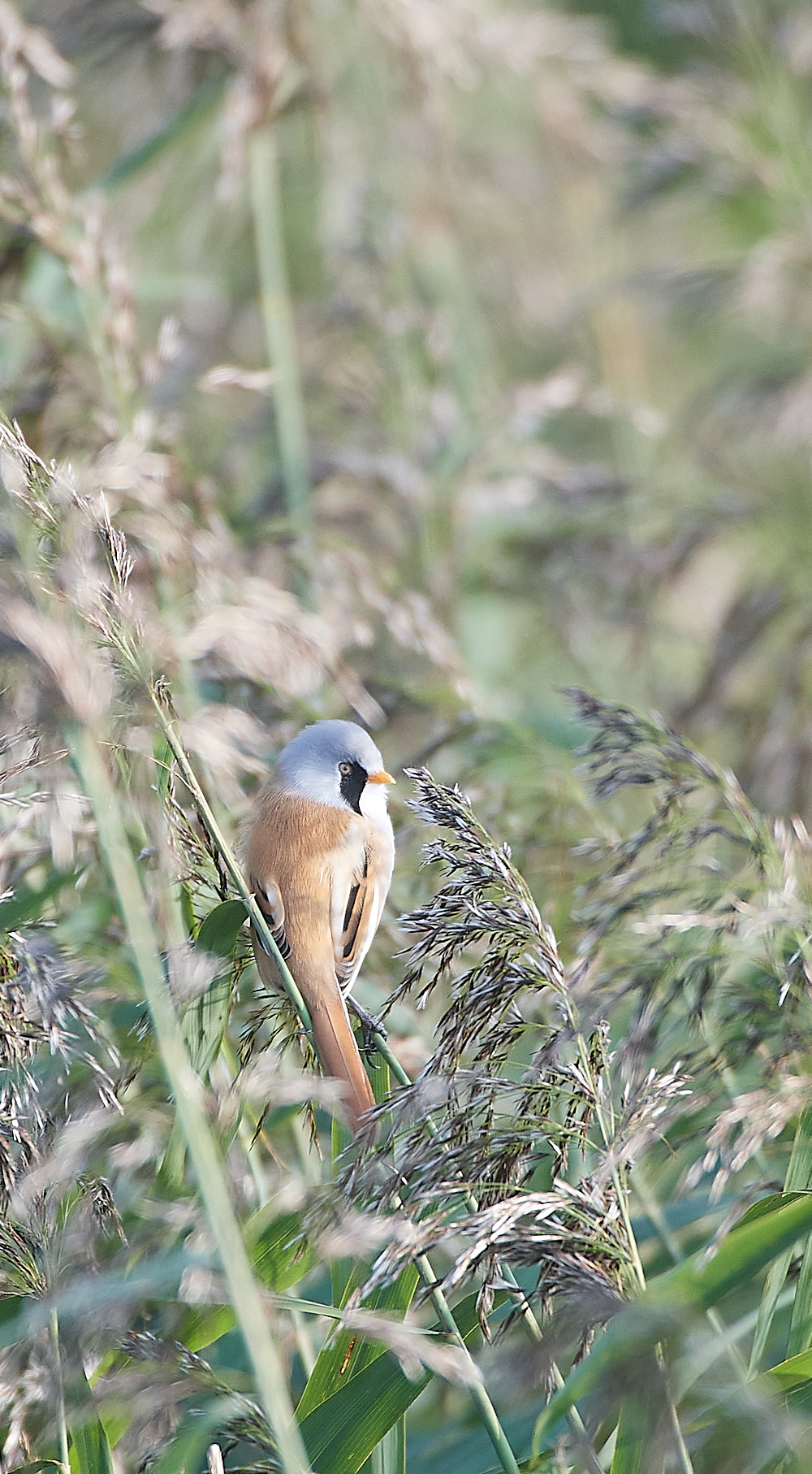 TitchwellBeardedTit091021-6